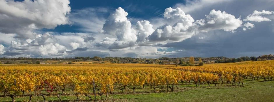Vineyards around Palanquey